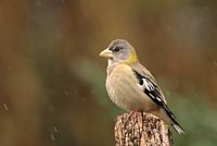 Gros bec errant femelle