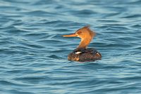 Harle huppé femelle