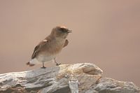 Hirondelle à ailes hérisées