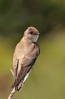 Hirondelle à ailes hérisées