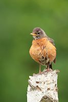 Merle d'Amérique femelle