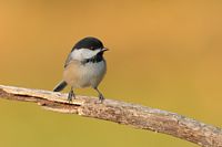Mésange à tête noire