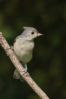 Jeune mésange bicolore