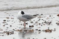 Mouette de Bonaparte