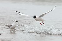 Mouette de Bonaparte