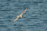 Mouette de Bonaparte
