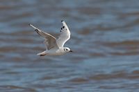 Mouette de Bonaparte