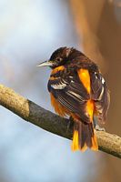 Oriole de Baltimore