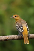 Jeune oriole de Baltimore