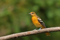 Jeune oriole de Baltimore