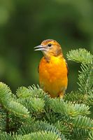 Femelle oriole de Baltimore