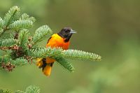Oriole de Baltimore mâle