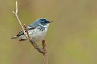 Paruline azurée