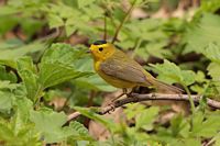 Paruline à calotte noire