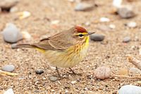 Paruline à couronne rousse