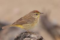 Paruline couronne rousse