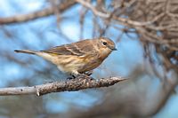 Paruline à croupion jaune