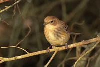 Paruline à croupion jaune