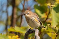 Paruline à croupion jaune