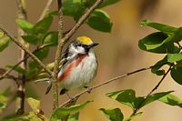 Paruline à flanc marron