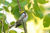 Paruline à flanc marron