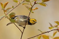 Paruline à gorge noire