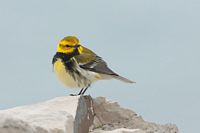 Paruline à gorge noire