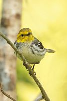 Paruline à flanc marron