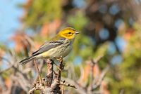 Paruline à gorge noire