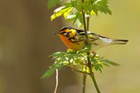 Paruline à gorge orangée