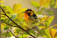 Paruline à gorge orangée
