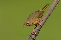 Jeune paruline masquée