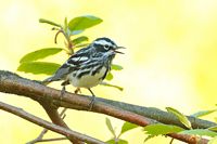 Paruline noire et blanc