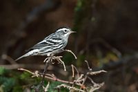 Paruline noir et blanc