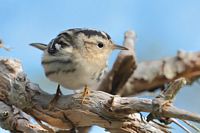 Paruline noire et blanc