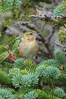 Paruline à poitrine baie