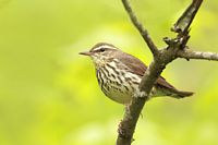 Paruline des ruisseaux