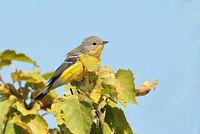 Paruline à tête cendrée