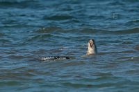 Phoque au repos rêvant à sa blonde qui est parti faire tourner des balons sur son nez