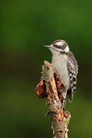 Jeune pic mineur mâle