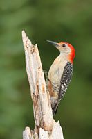 Pic à ventre roux mâle