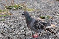 Pigeon biset