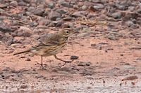 Pipit d'Amérique
