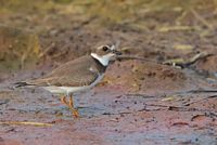 Pluvier semi-palmé