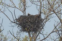 Pygargue à tête blanche