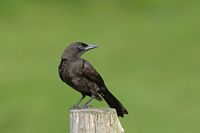 Jeune quiscale bronzé