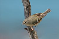 Roitelet à couronne rubis