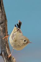 Roitelet à couronne rubis