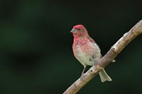 Jeune roselin familier