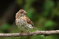 Jeune roselin pourpré